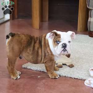 Coach, English Bulldog Puppy